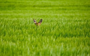 green grass field